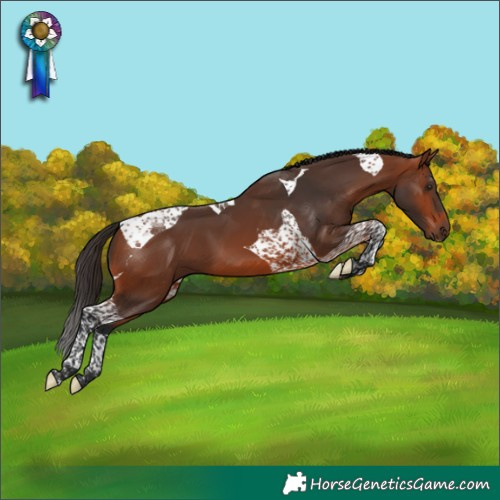 Horse Color:Bay Tobiano