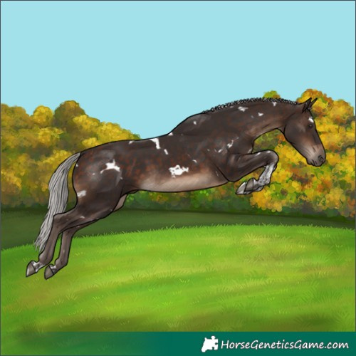 Horse Color:White Spotted Silver Brown Tobiano