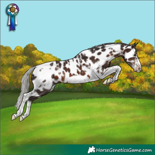 Horse Color:White Spotted Silver Brown Tobiano Frame Near Leopard