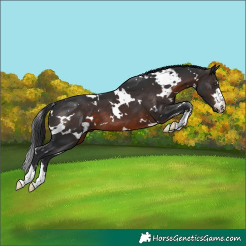 Horse Color:White Spotted Brown 