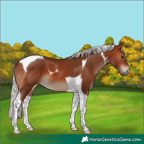 Horse Color:Silver Brown Tobiano 