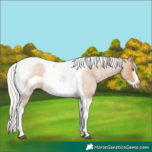 Horse Color:Silver Blue Roan Pearl Tobiano Frame