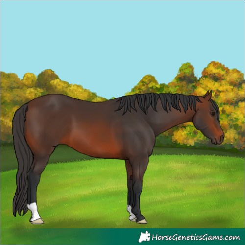 Horse Color:Brown 