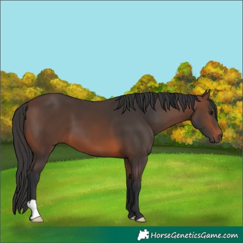 Horse Color:Brown 