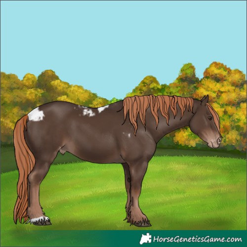 Horse Color:Liver Chestnut Skewed Appaloosa 