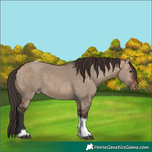 Horse Color:Bay Dun Tobiano Skewed Appaloosa 