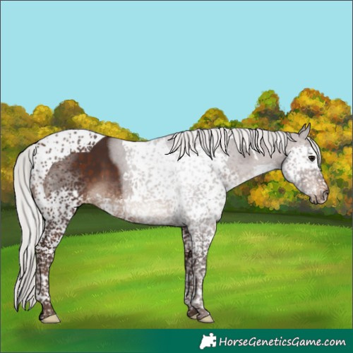 Horse Color:Silver Brown Splash Tobiano 