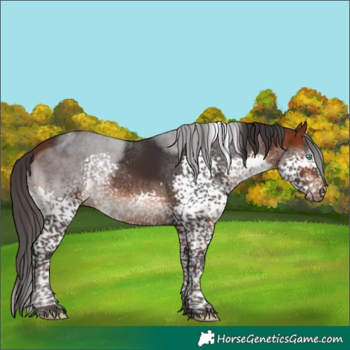 Horse Color:Bay Splash Tobiano Rabicano