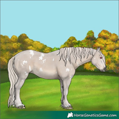 Horse Color:Gray White Spotted Silver Grullo Rabicano 