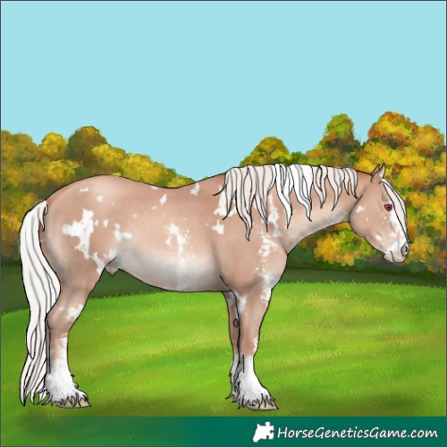 Horse Color:White Spotted Silver Classic Champagne Sabino Rabicano