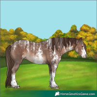Horse Color:Powder White Liver Chestnut Sabino Rabicano