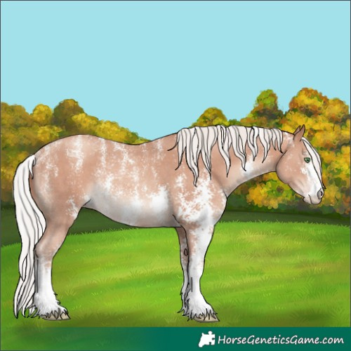 Horse Color:Powder White Silver Classic Champagne Sabino Rabicano 