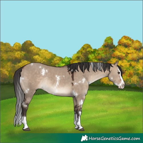 Horse Color:White Spotted Brown Dun Splash Rabicano