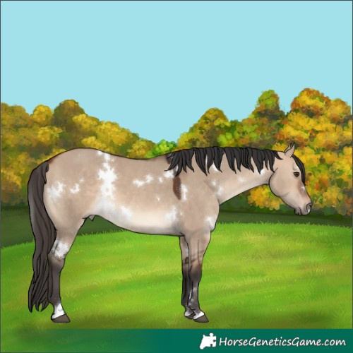 Horse Color:White Spotted Bay Dun