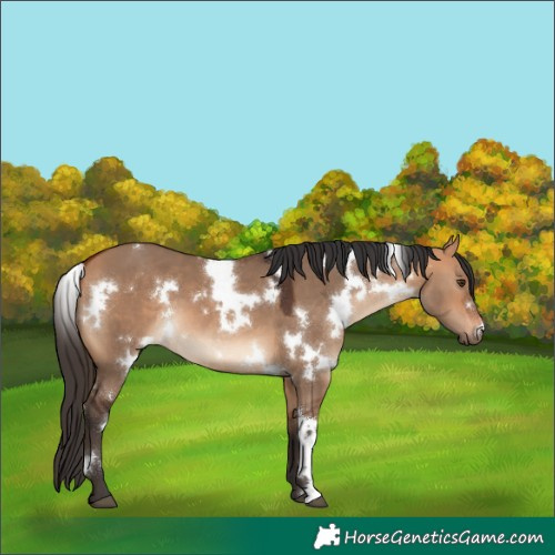Horse Color:White Spotted Bay Dun