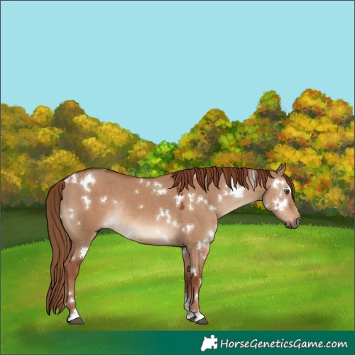 Horse Color:White Spotted Red Dun Rabicano
