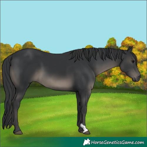Horse Color:Black 