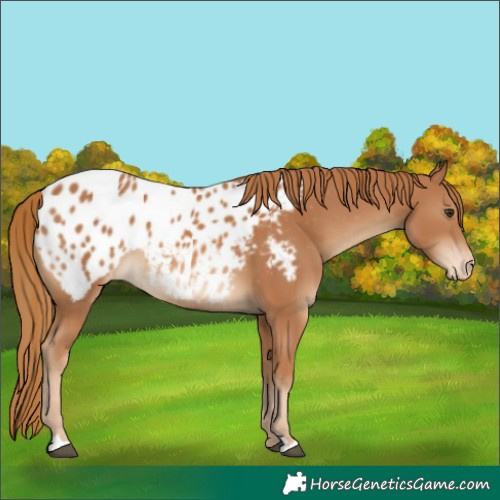 Horse Color:Chestnut Appaloosa 