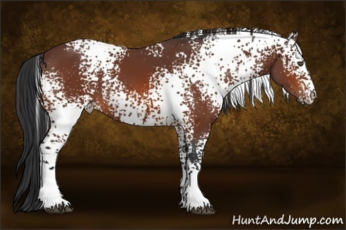 Horse Color:White Spotted Bay 