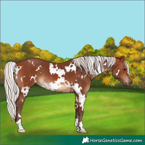 Horse Color:White Spotted Silver Brown 