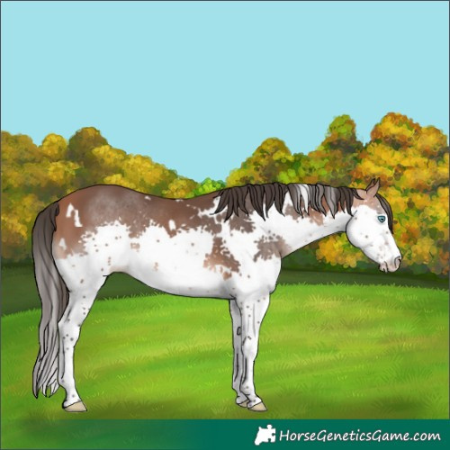 Horse Color:White Spotted Bay Splash