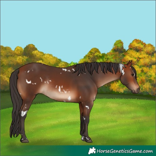 Horse Color:White Spotted Bay Rabicano