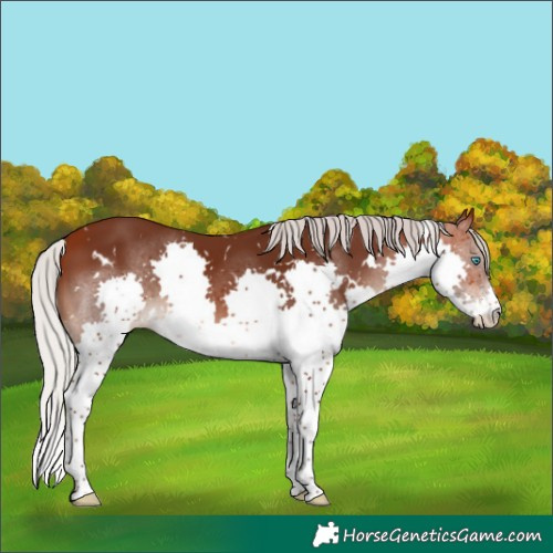 Horse Color:White Spotted Silver Bay Splash