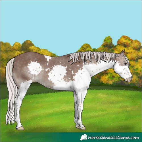 Horse Color:White Spotted Silver Black Splash Rabicano