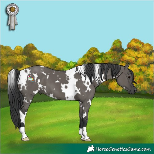 Horse Color:White Spotted Grullo