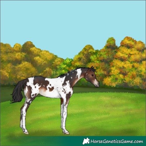 Horse Color:White Spotted Brown Tobiano