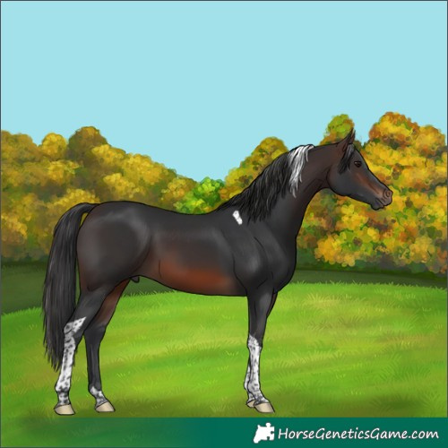 Horse Color:Brown Tobiano 