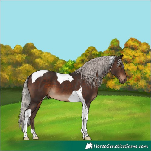Horse Color:Silver Brown Tobiano