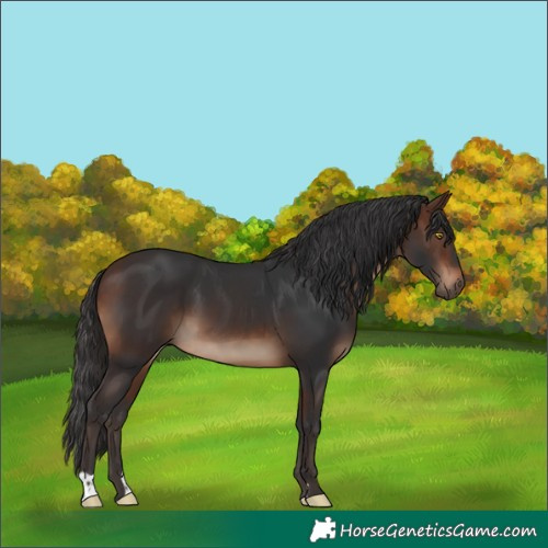 Horse Color:Brown 
