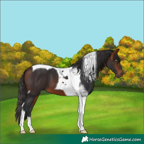 Horse Color:Bay Tobiano