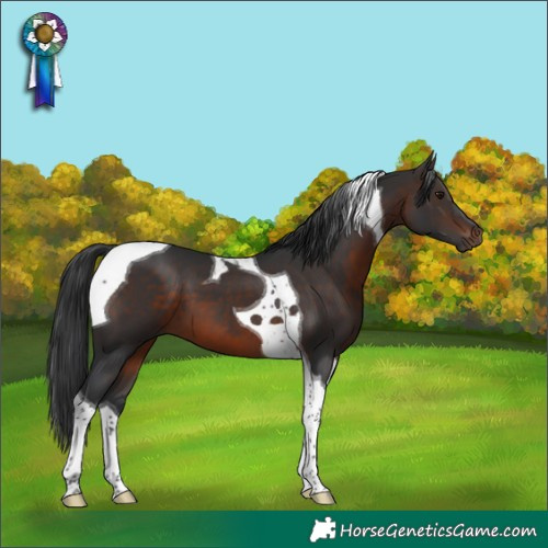 Horse Color:Brown Tobiano 