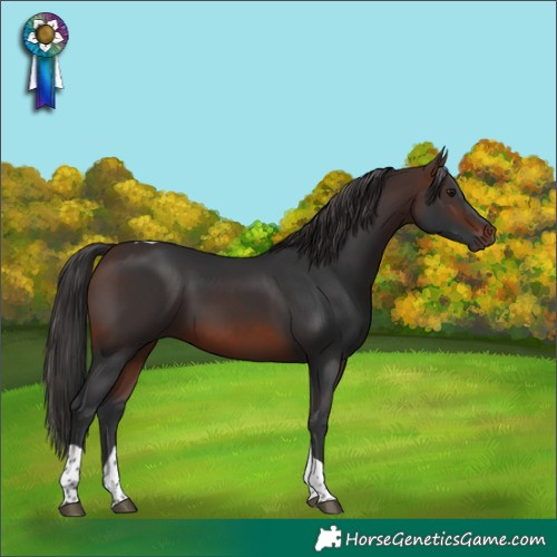 Horse Color:Brown Tobiano 