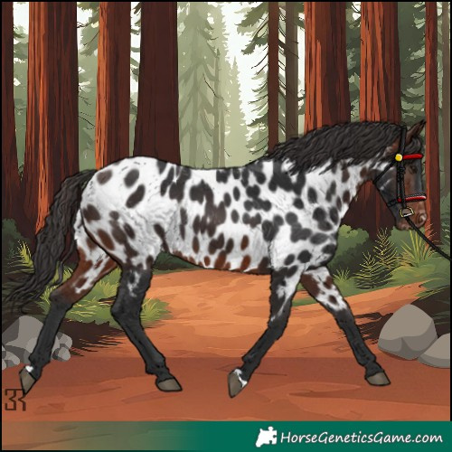 Horse Color:Brown Near Leopard 