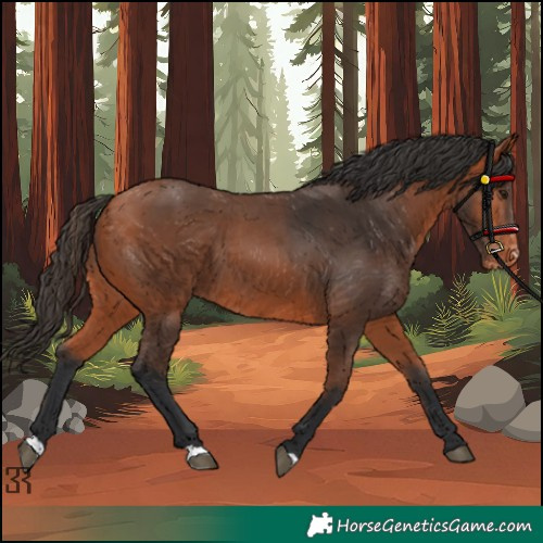 Horse Color:Bay Appaloosa 