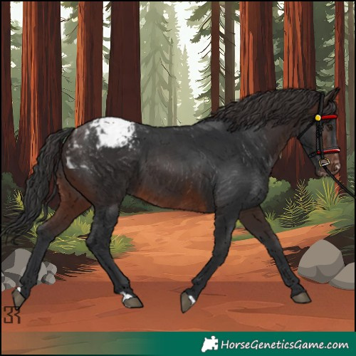 Horse Color:Brown Appaloosa