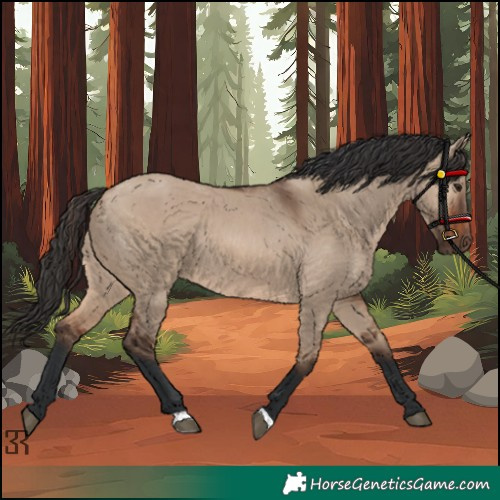 Horse Color:Brown Dun