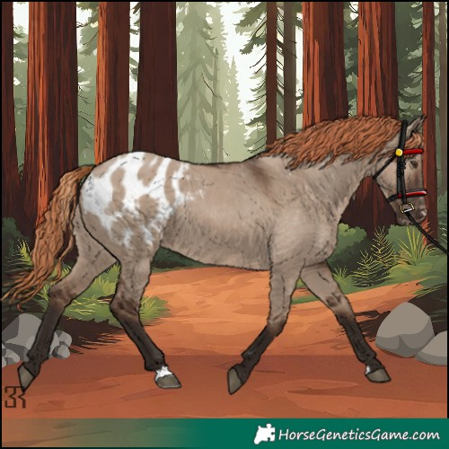 Horse Color:Liver Red Dun Appaloosa 