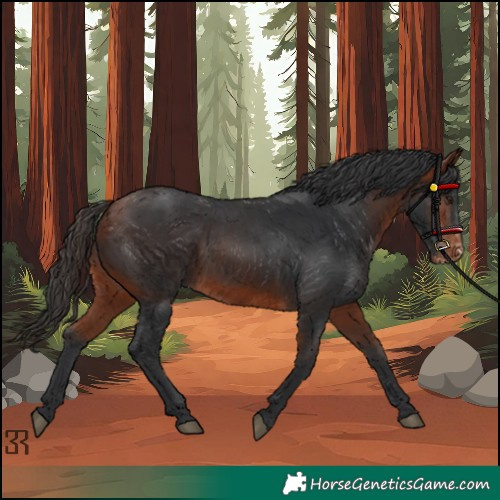 Horse Color:Bay Appaloosa