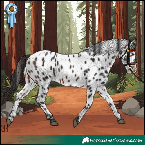Horse Color:Bay Appaloosa