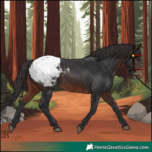 Horse Color:Brown Appaloosa 