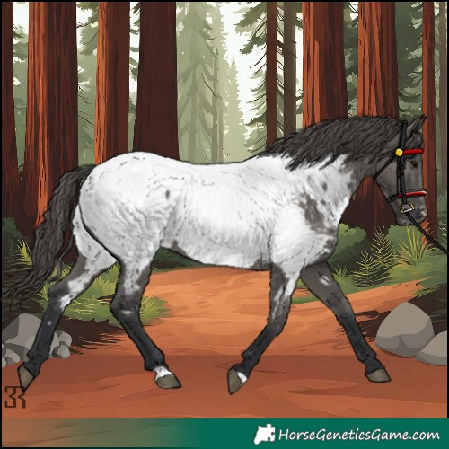 Horse Color:Grullo Appaloosa 