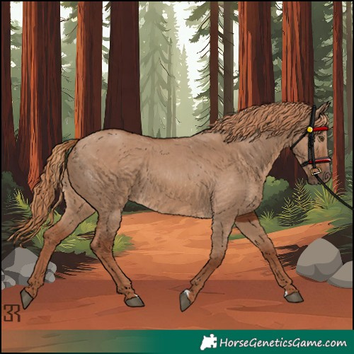 Horse Color:Red Dun
