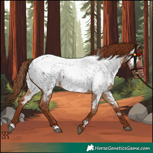 Horse Color:Red Dun Appaloosa