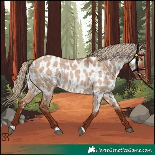 Horse Color:Red Dun Appaloosa
