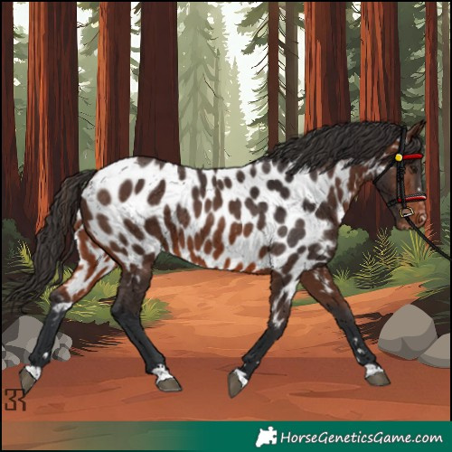 Horse Color:Brown Appaloosa 