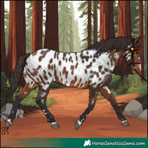 Horse Color:Bay Appaloosa